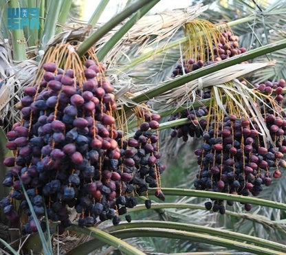 Ajwa Date Palm Seeds (Phoenix dactylifera 'Ajwa') – Premium Sacred Medina Date Exotic Fruit Tree Seeds for Planting (35 Pcs)