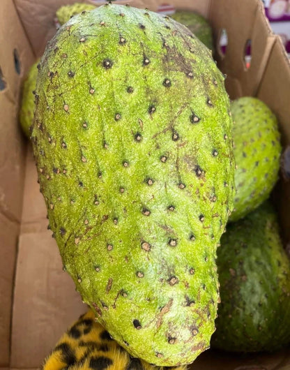 Nigerian Soursop Seeds (Annona muricata) for Planting