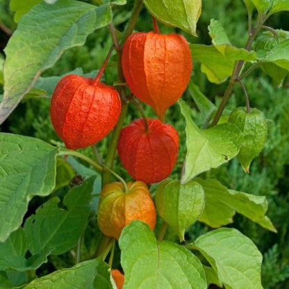 Bulk Red Groundcherry Ciplukan Seeds (Physalis peruviana var. rubra) – 250+ Premium Fresh Rare Exotic Sweet Red Cape Gooseberry Seeds for Planting