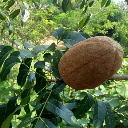 100+ Mahogany Tree Seeds | Swietenia Mahagoni | Exotic Timber Wood Tree | Fast Growing