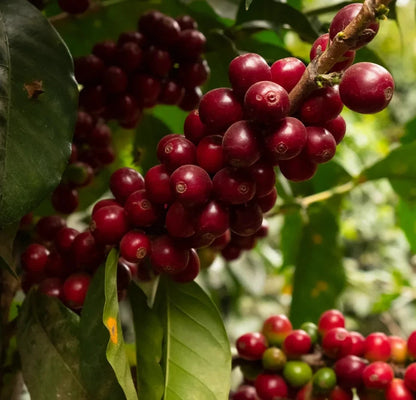 Hybrid H3 Coffee Seeds (Coffea sp. / 120+ Premium High-Altitude Specialty Coffee Bean Seeds) – Premium Botanical Specimen Plant Seeds for Planting