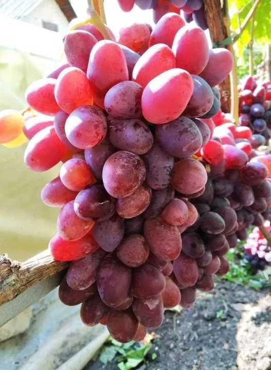 Ninel Grape Seeds 50+ pcs (Vitis vinifera 'Ninel') – Premium Certified Table Grape Vine Plant Seeds for Planting