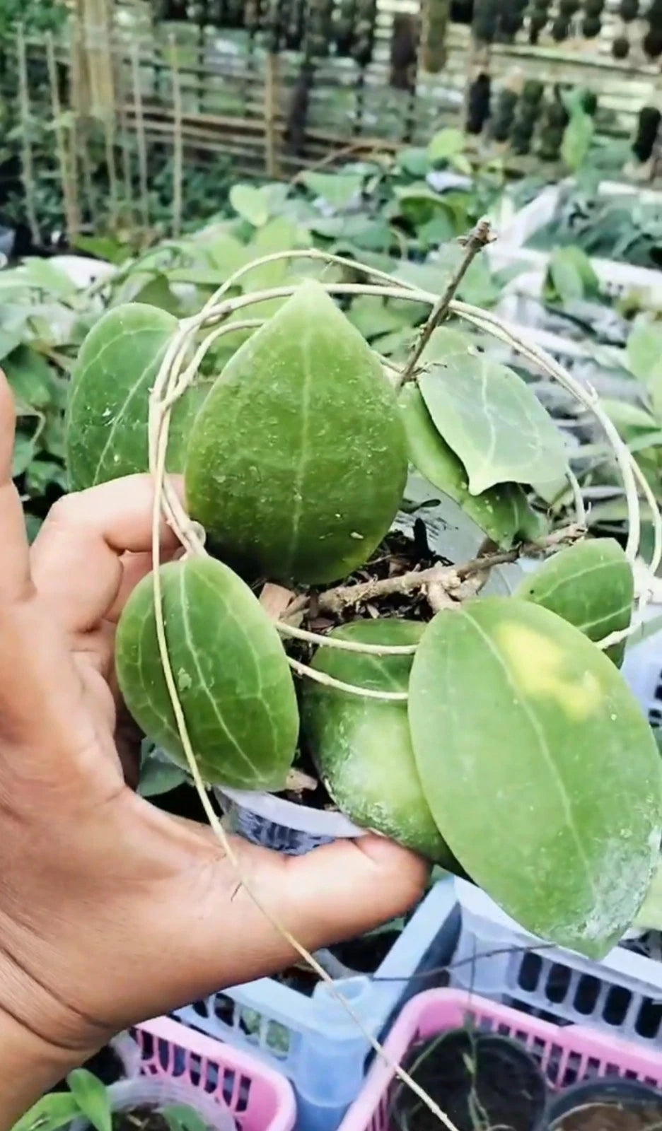Rare Hoya Dolicosparte Live Plant - Elegant Tropical Wax Plant