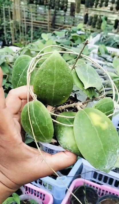 Rare Hoya Dolicosparte Live Plant - Elegant Tropical Wax Plant