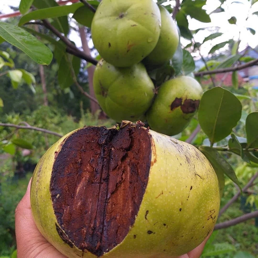 Giant Black Sapote Seeds (Diospyros nigra / 50+ Chocolate Pudding Fruit Tree Seeds) – Premium Exotic Botanical Specimen Plant Seeds for Planting