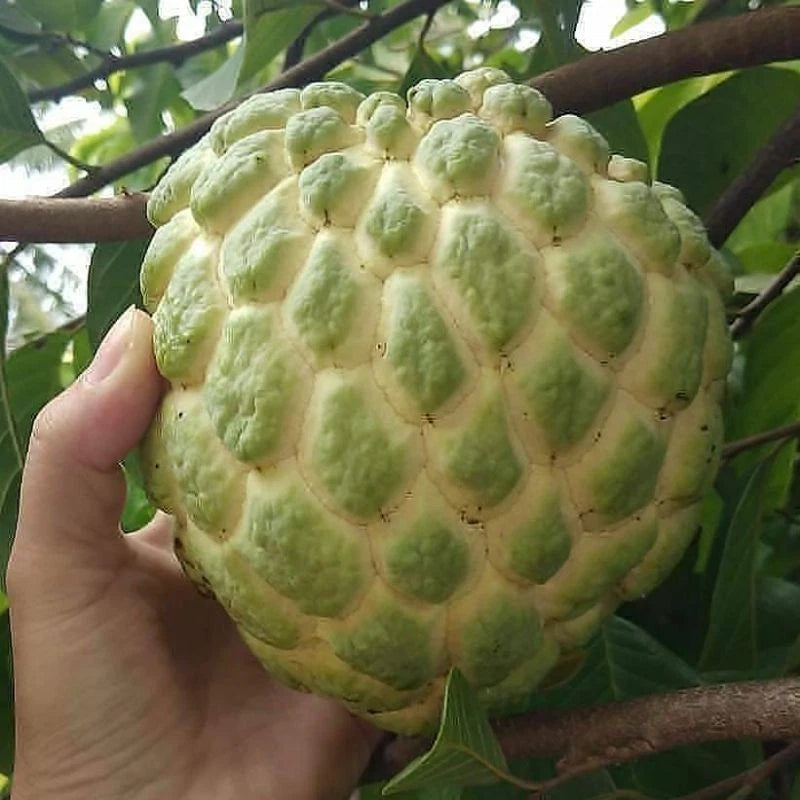 Giant Custard Apple Seeds var. Jumbo Sugar Apple (Annona squamosa) – Premium Sweetsop Fruit Seeds for Planting (100+ Pcs)