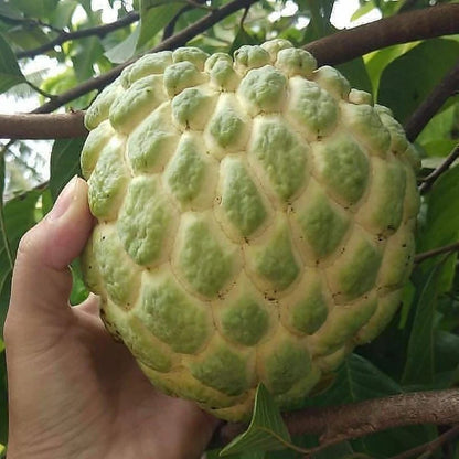 Giant Custard Apple Seeds var. Jumbo Sugar Apple (Annona squamosa) – Premium Sweetsop Fruit Seeds for Planting (100+ Pcs)
