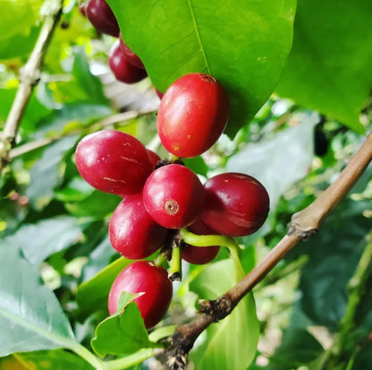 120+ Bourbon Pink Coffee Seeds (Coffea sp. / Rare Pink Bourbon Arabica Coffee Cultivar Bean Seeds) – Premium Botanical Specimen Plant Seeds for Planting