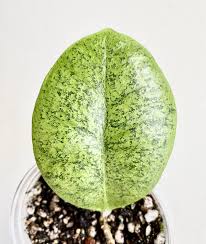Hoya sp Kapuas Hulu Silver Round Leaves Rare Wax Plant | Tropical Indoor Outdoor Hoya | Collector Houseplant