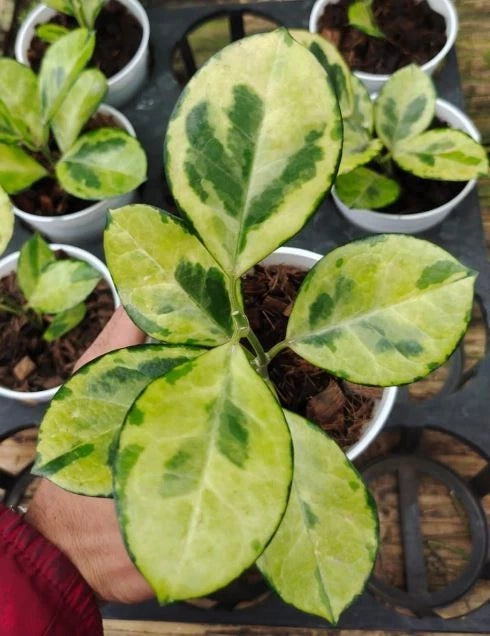 Hoya Australis Peacock Rare Wax Plant | Variegated Tropical Indoor Houseplant | Live Hoya Plant