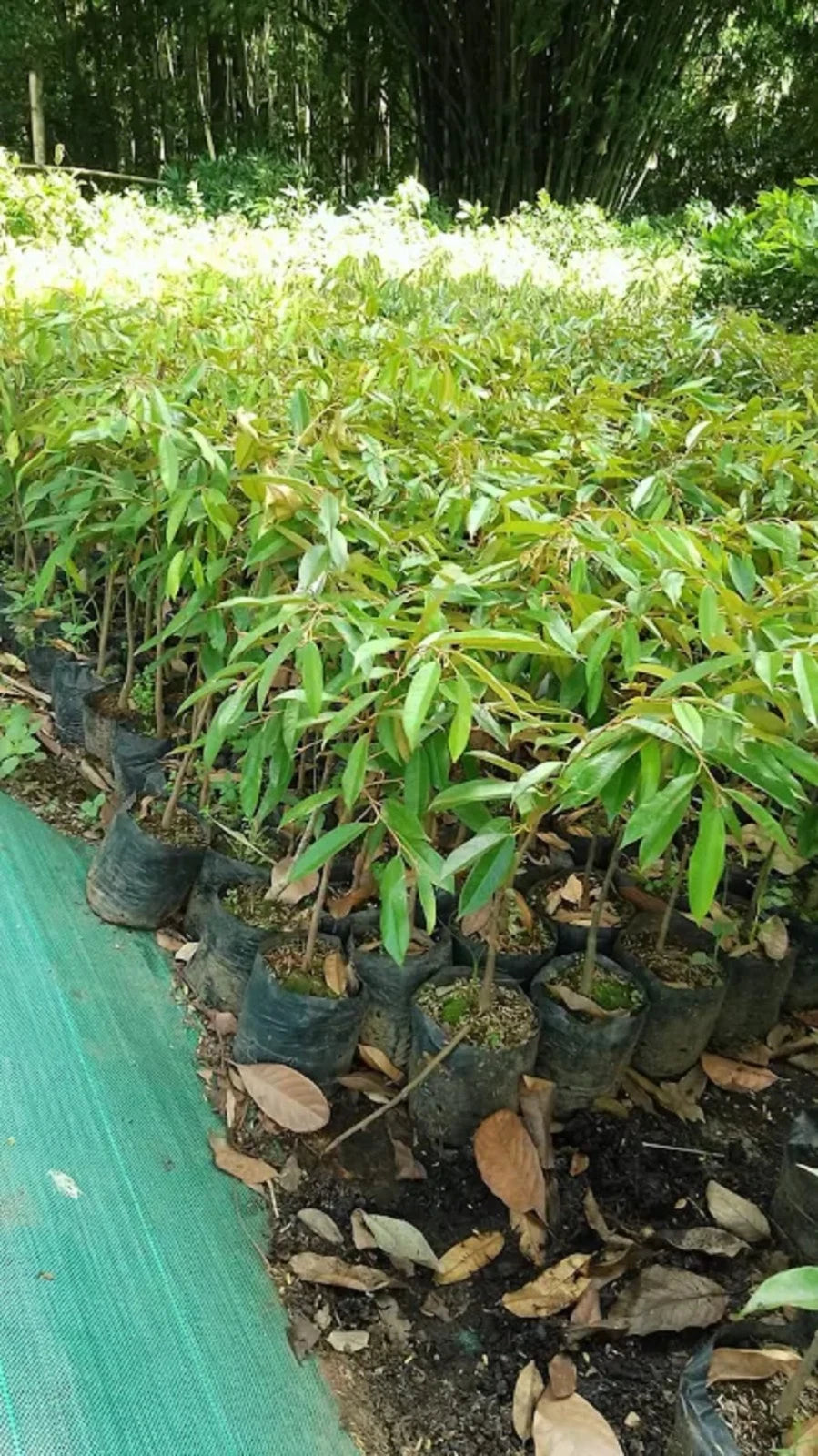 Durian 'Cane' (D24) - Premium Grafted Fruit Tree