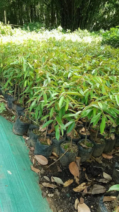 Durian 'Cane' (D24) - Premium Grafted Fruit Tree