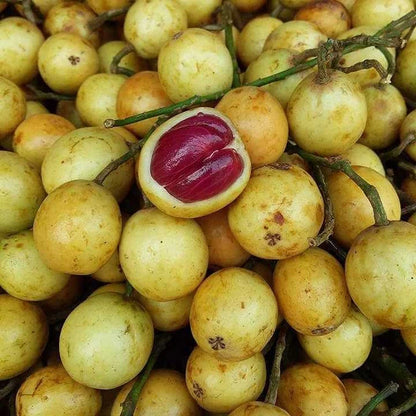 100+ Kepundung Menteng Seeds | Baccaurea racemosa Red | Exotic Tropical Fruit Tree Seeds
