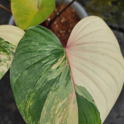 Homalomena 'Rubescens' Variegated – Rare Tropical Aroid