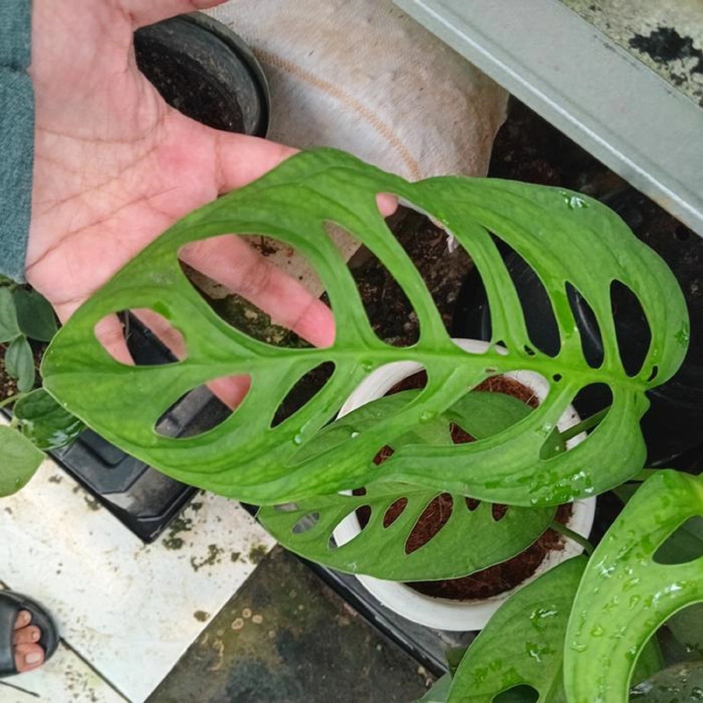 Monstera esqueleto - Rare Mature Fenestrated Aroid