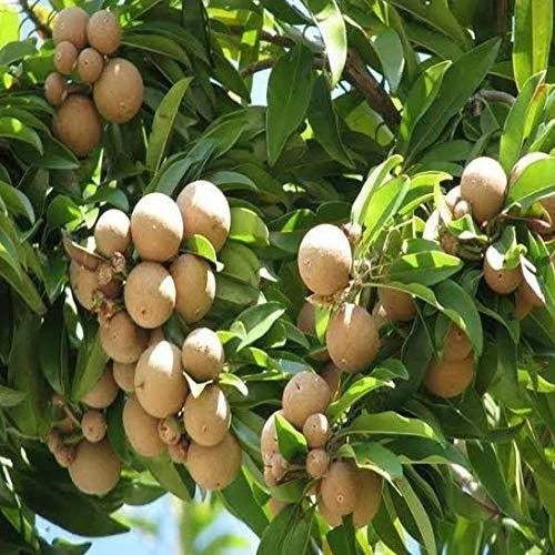 Pala Sapodilla Seeds (Manilkara zapota 'Pala') – 35 Premium Fresh Rare Honey-Karamel Sweet Pala Chico Zapote Seeds