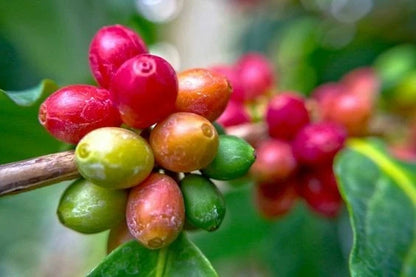 Komasti Coffee Seeds (Coffea arabica 'Komasti') – 2000+ Premium Fresh Bulk High-Yield Elite Indonesian Arabica Coffee Seeds for Planting