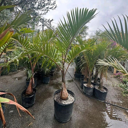 Rare Hyophorbe Lagenicaulis Bottle Palm - Premium Live Tropical Ornamental Plant
