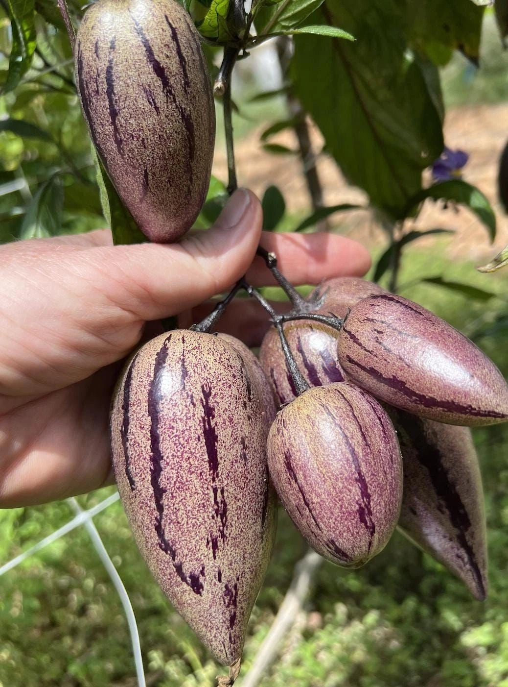 Purple Pepino Melon Seeds (Solanum muricatum 'Purple') – 100+ Premium Fresh Exotic Sweet Purple Pepino Melon Seeds