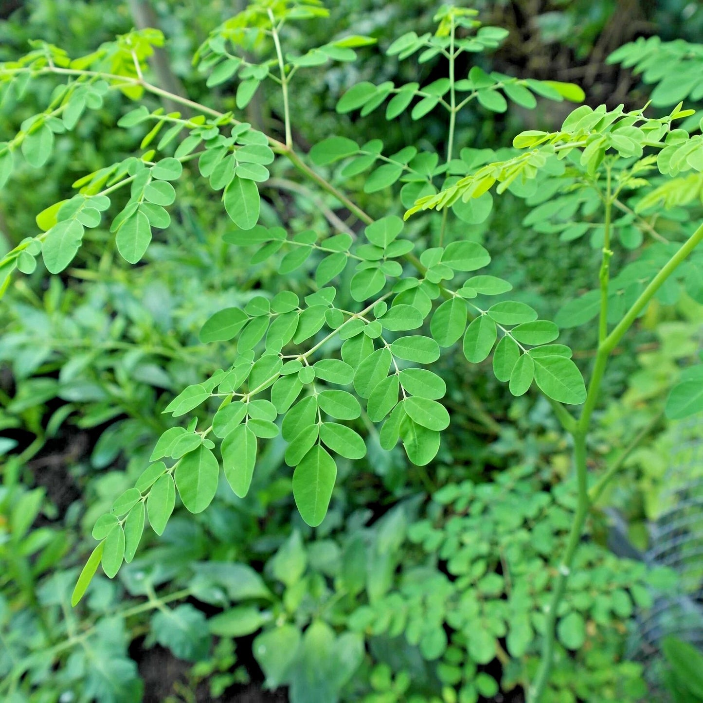 Bulk Moringa Seeds (Moringa oleifera) – 1,300+ Grams Premium Seeds for Planting