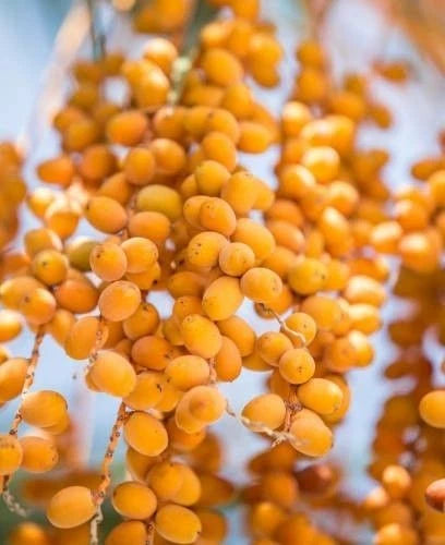 Lulu Date Palm Seeds (Phoenix dactylifera) – 35+ Premium Fresh UAE Lulu Sweet Date Palm Seeds for Planting