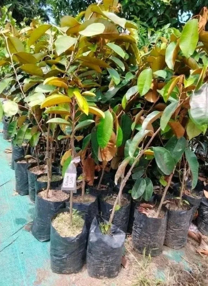 Green Star Apple (Cainito) - Premium Grafted Exotic Fruit Tree