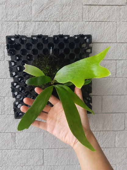 Platycerium Bifurcatum - Classic Green Staghorn Fern Tropical Epiphyte
