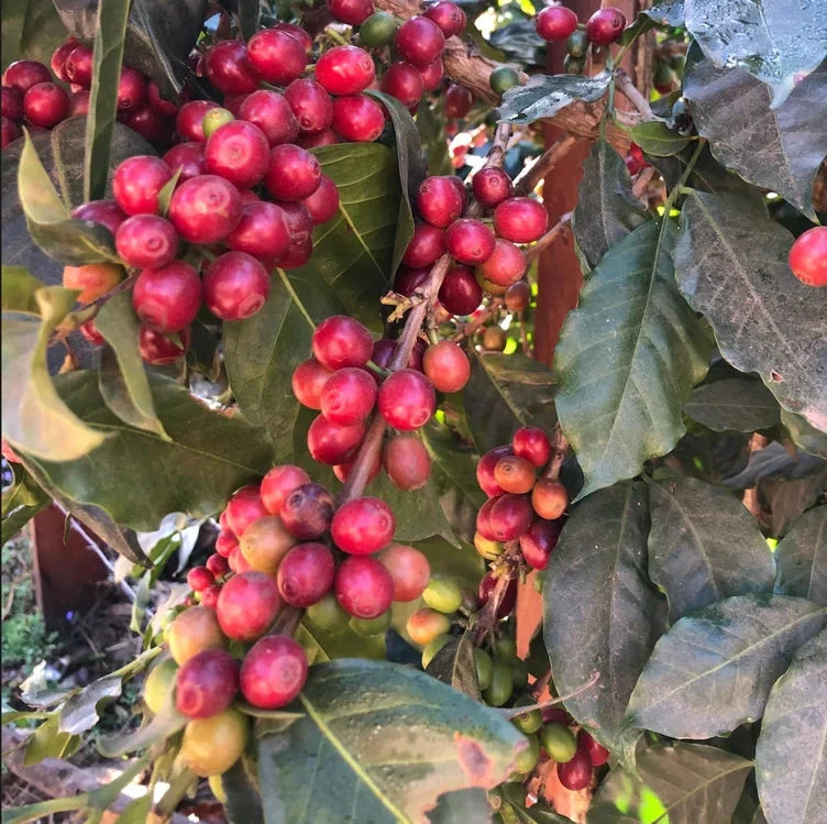 120 Centroamerican Coffee Seeds (Coffea sp.) | Certified Coffee Bean Seeds | Grow Your Own Coffee Plant