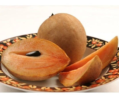 Premium Sapodilla Seeds var. CO-1 (Manilkara zapota) – Chico Zapote Exotic Fruit Seeds for Planting (35 Pcs)