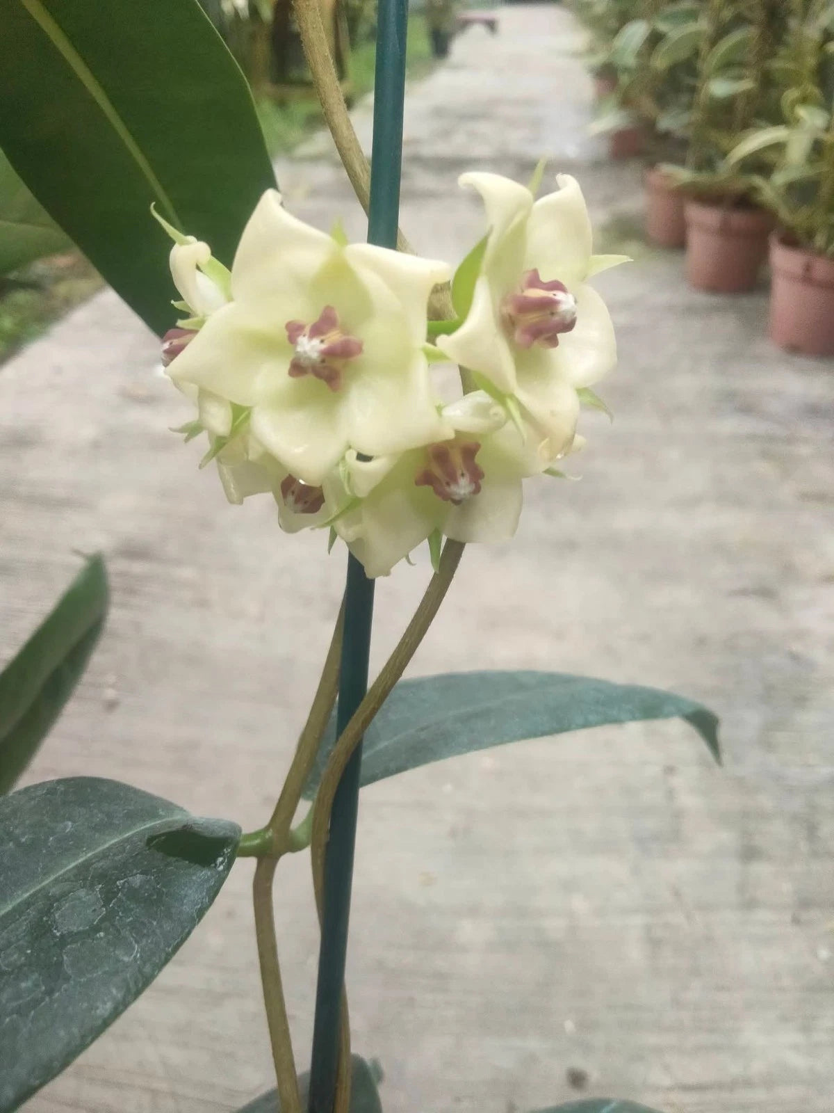 Hoya Surisana - Rare & Elegant Tropical Wax Plan