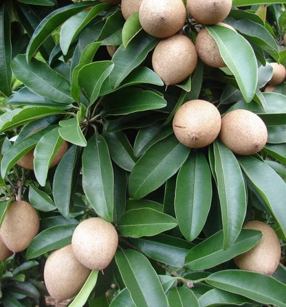 Prolific Sapodilla (Manilkara zapota) – 35+ Premium Seeds (Chikoo)