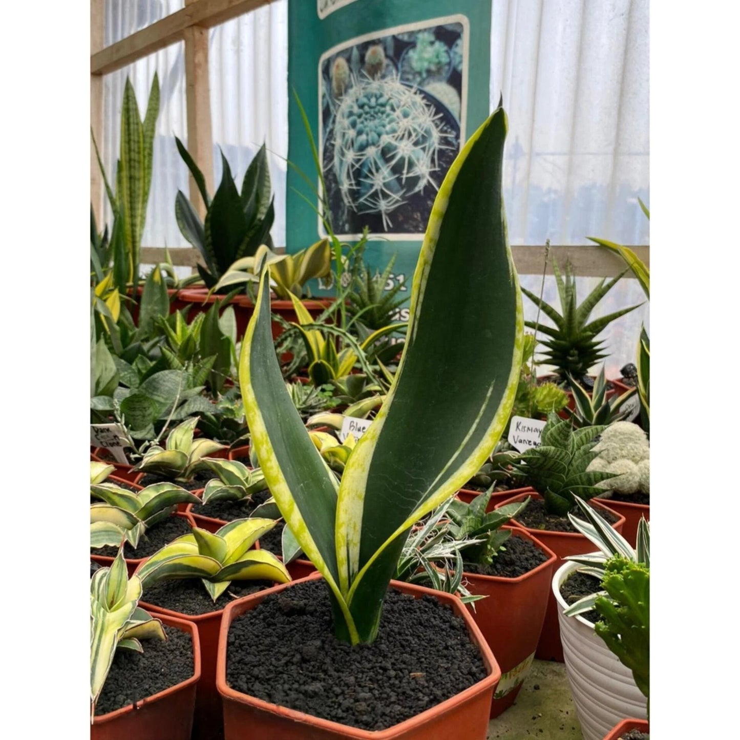Sansevieria Trifasciata 'Black Gold' – Rare Tropical Variegated Golden Edge Snake Plant Indoor Living Specimen