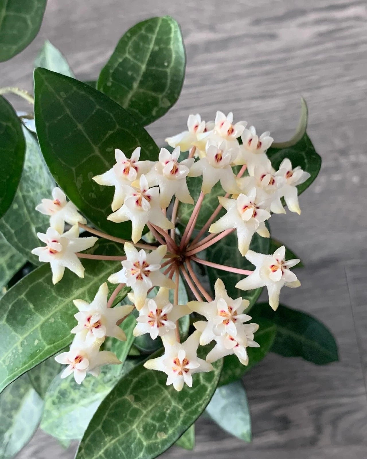 Rare Hoya Elliptica Live Plant - Premium Tropical Wax Plant Easy Care Houseplant