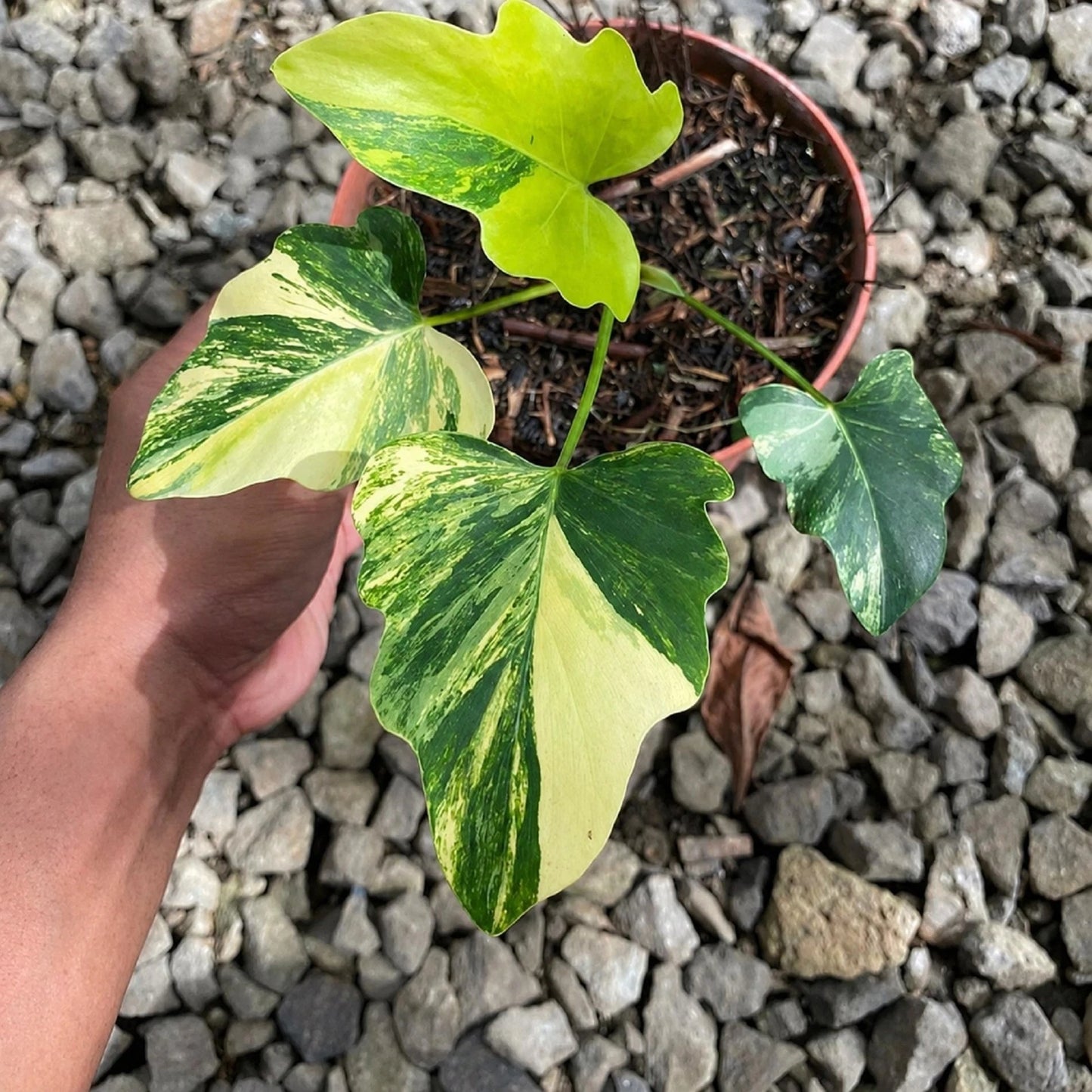 Thaumatophyllum Java Beauty Variegated - Rare Tropical Aroid