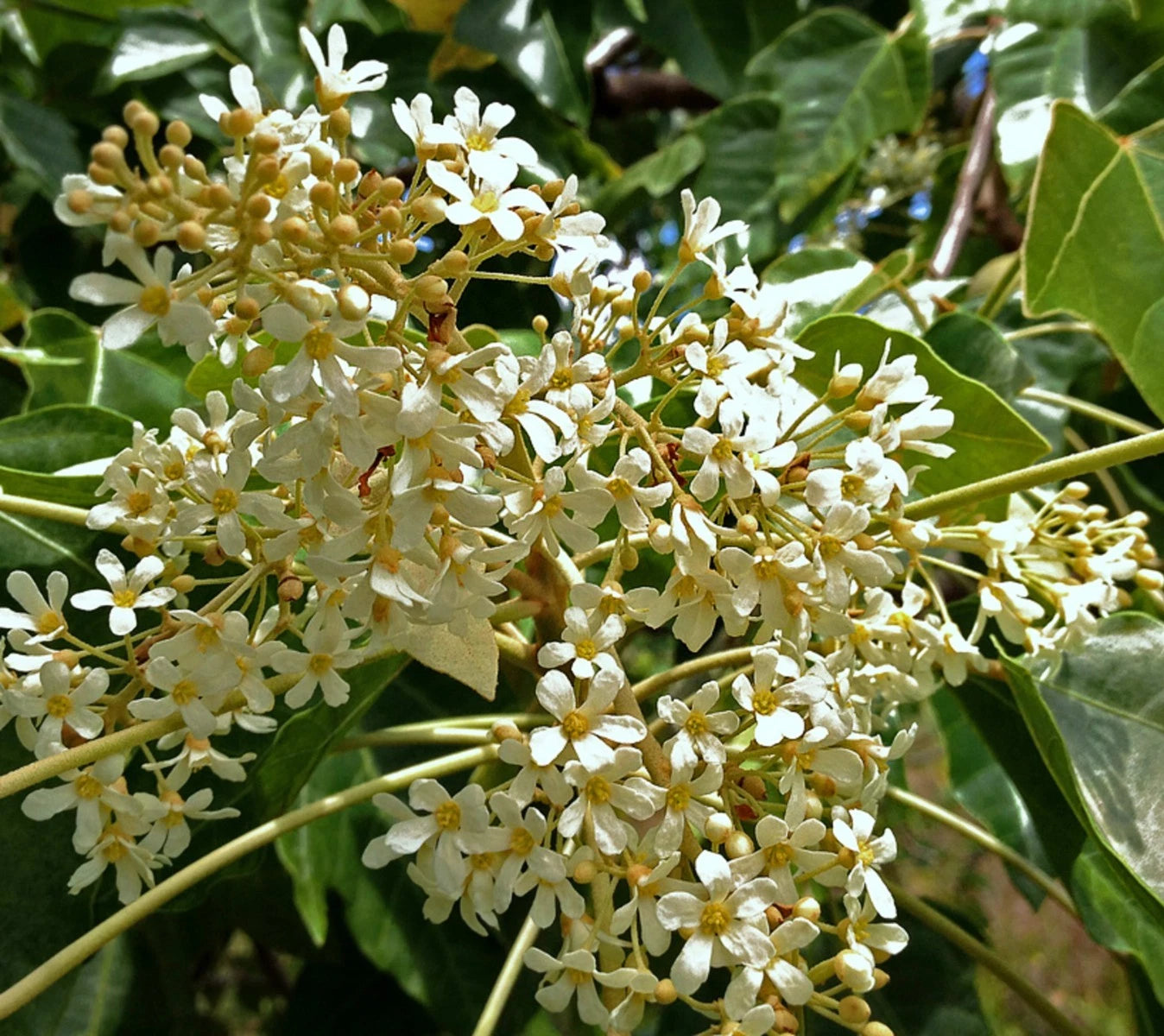 Candlenut Tree Seeds (Aleurites moluccanus / 20+ Fast-Growing Kukui Nut Tree Seeds) – Premium Exotic Botanical Specimen Plant Seeds for Planting