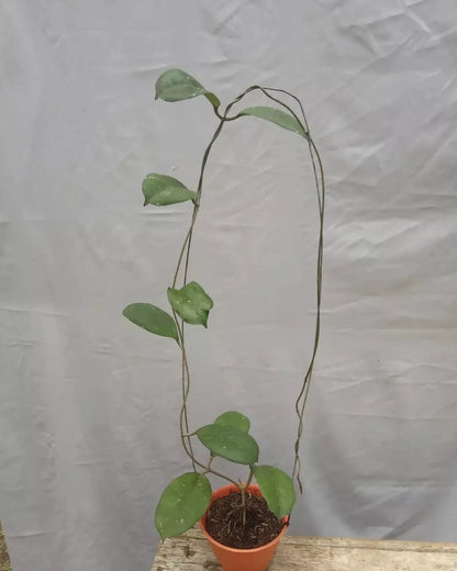 Hoya cv. Joy Rare Tropical Wax Plant Seeds – Exotic Climbing Vine & Epiphytic Foliage Plant Seeds for Planting