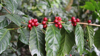 Esperanza L4A5 Coffee Seeds (Coffea arabica selection) – Bulk Rare High-Altitude Specialty Coffee Beans for Planting