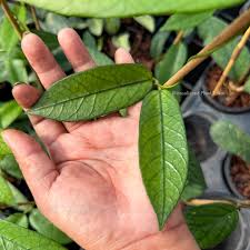 Dischidia Acutifolia Rare Exotic Wax Plant | Tropical Indoor Outdoor Plant | Collector Houseplant