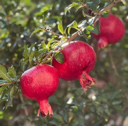 Bulk Red Silk Pomegranate Seeds (Punica granatum 'Red Silk') – 100+ Premium Fresh Rare Silk-Textured Sweet Pomegranate Seeds for Planting