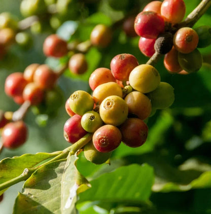 Flores Bajawa Coffee Seeds (Coffea arabica) – 120+ Premium Certified East Nusa Tenggara Arabica Seeds for Planting
