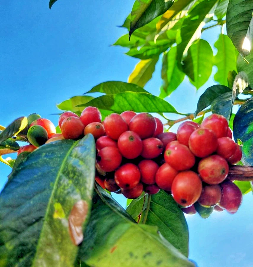 Premium Liberica Coffee Seeds (Coffea liberica) – 120+ Premium Fresh Rare Exotic Bold-Bodied Liberica Coffee Seeds for Planting