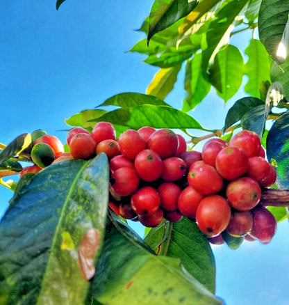 Premium Liberica Coffee Seeds (Coffea liberica) – 120+ Premium Fresh Rare Exotic Bold-Bodied Liberica Coffee Seeds for Planting