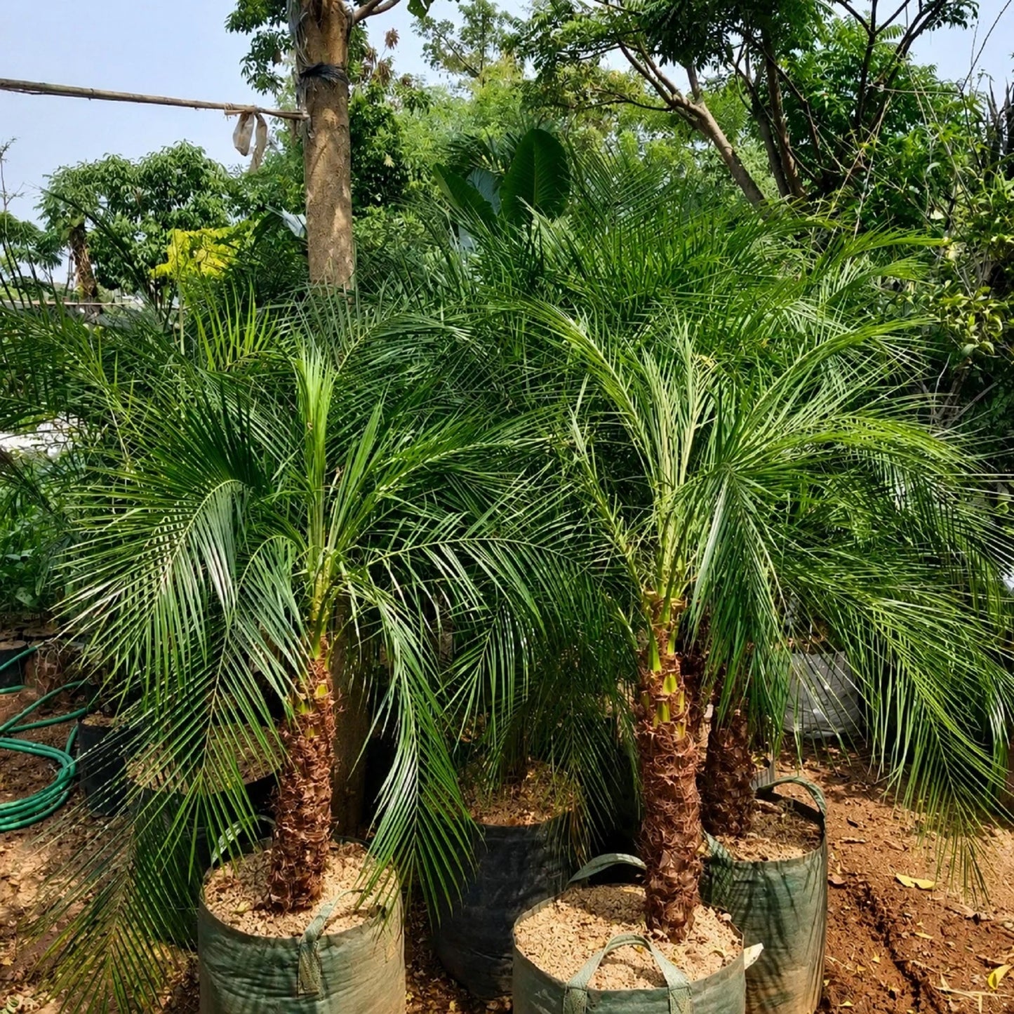 Pygmy Date Palm (Phoenix roebelenii) - Elegant Dwarf Tropical Palm