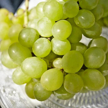 Premium Perlette Seedless Grape Seeds (Vitis vinifera var. Perlette) – Exotic Sweet Green Table Grape Fruit Seeds for Planting (100+ Pcs)