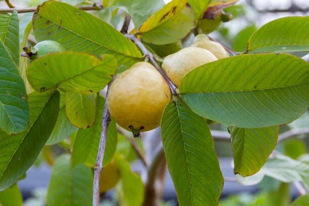 Yellow Guava Seeds (Psidium guajava / 1000+ Fresh Tropical Fruit Tree Seeds) – Premium Exotic Botanical Specimen Plant Seeds for Planting