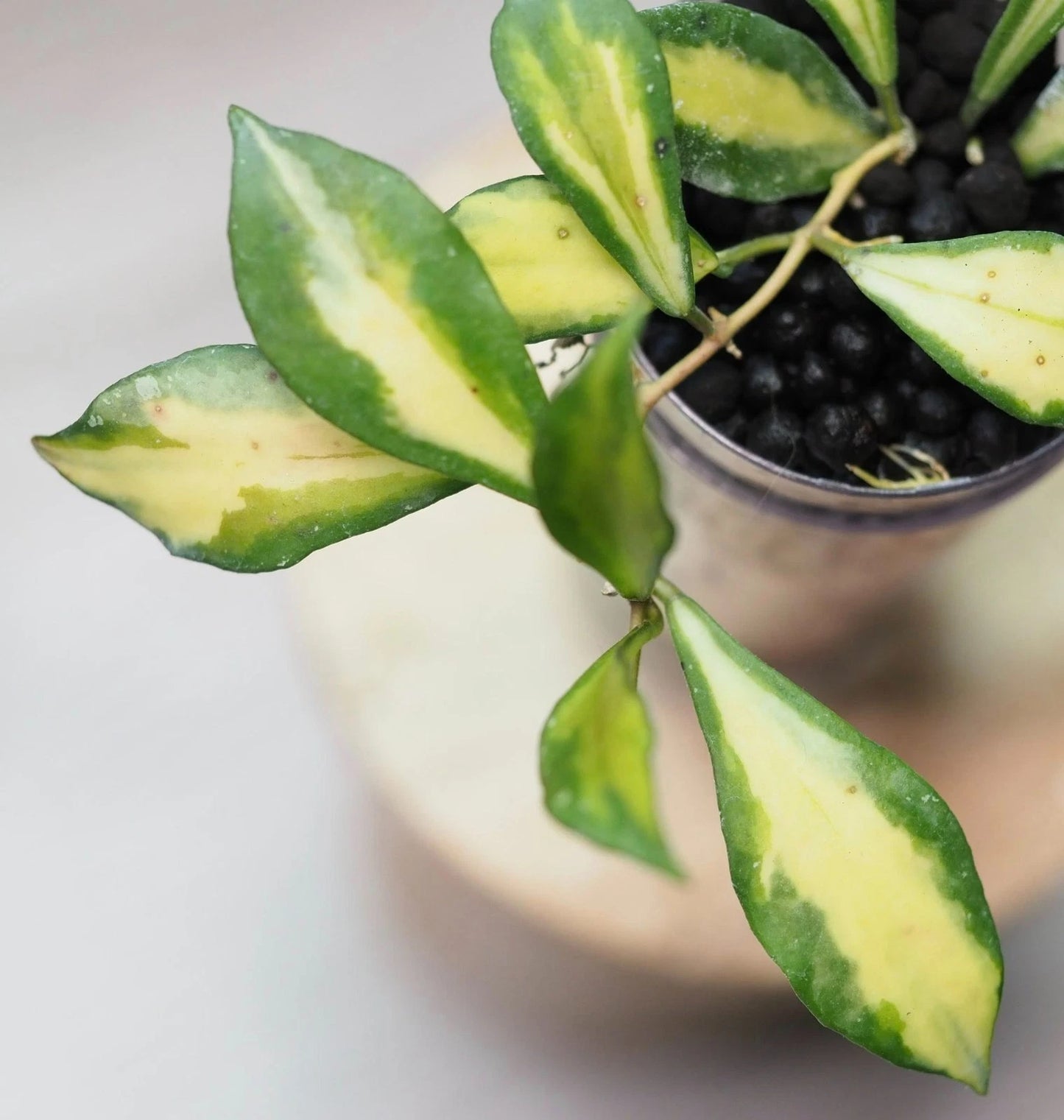 Hoya Bakoensis Inner Variegated Live Plant – Premium Certified Rare Tropical Indoor Outdoor Variegated Wax Plant Specimen for Planting