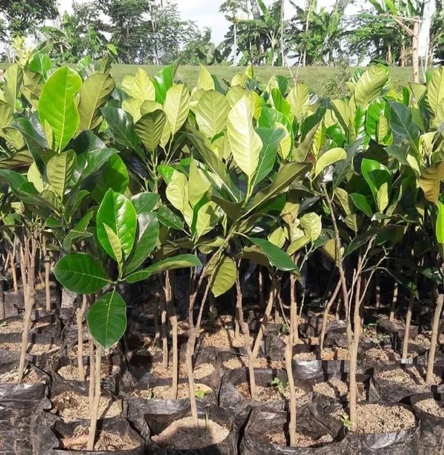 Cempedak Durian - Rare Grafted Exotic Fruit Tree
