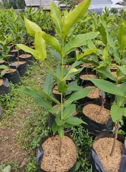 Grafted 'Deli Honey' Water Apple (Jambu Air) – Premium Tropical Fruit Tree