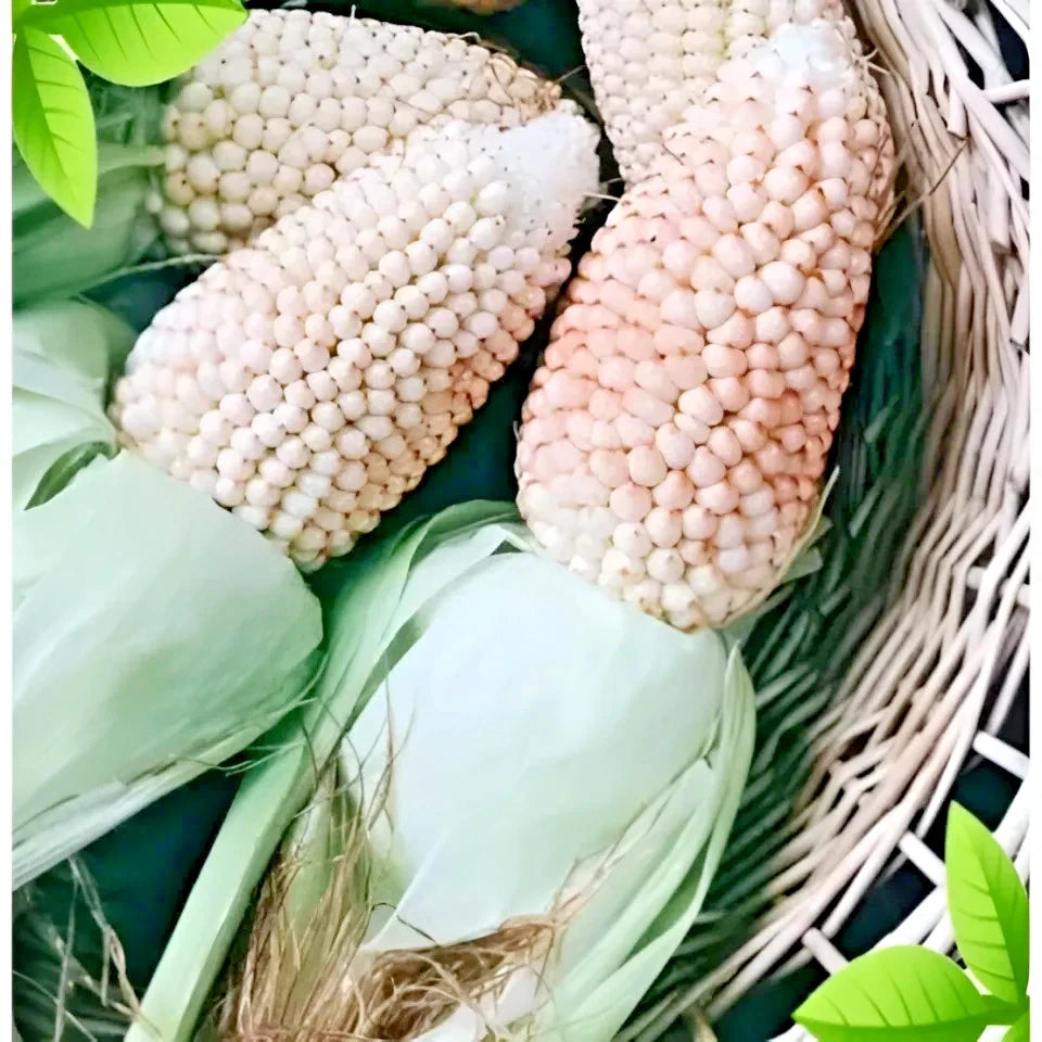 Premium 'Mini White Popcorn' Strawberry Corn Seeds (Zea mays var. everta) – Elite Miniature Heirloom Ornamental & Popping Grain (50+ Count)