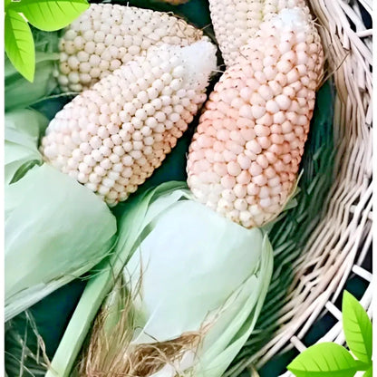 Premium 'Mini White Popcorn' Strawberry Corn Seeds (Zea mays var. everta) – Elite Miniature Heirloom Ornamental & Popping Grain (50+ Count)